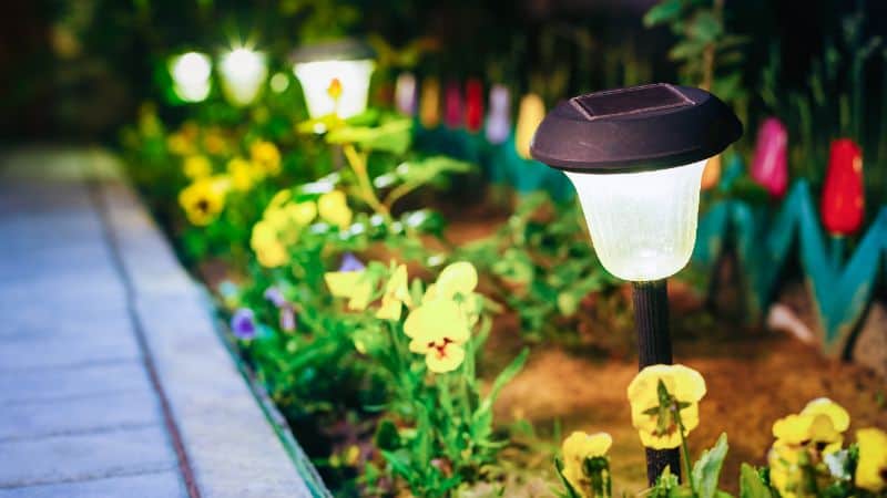 Lampu taman suria mencerahkan hamparan bunga kuning di sebelah laluan berturap pada waktu malam.